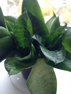 Сансевьера