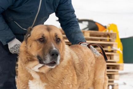 Алабай ищет хозяина