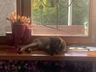 Бурманский кот в поиске подруги объявление продам