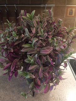 Традесканция розовая