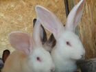 Кролики село Дивное объявление продам