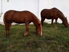 Продам лошадь(130торг) и жеребенка(60) объявление продам