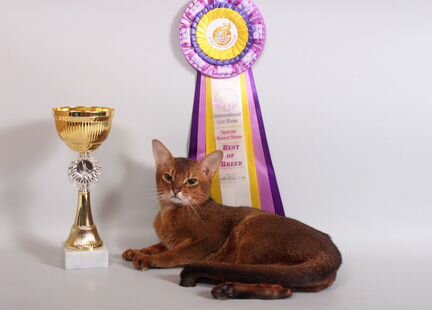 Женихи-вязка Абиссинцы-Чемпионы Дикий и соррель
