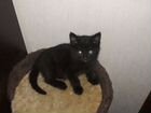 Черные котята объявление продам