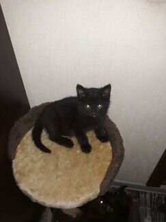 Черные котята
