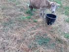 Молочные козы объявление продам