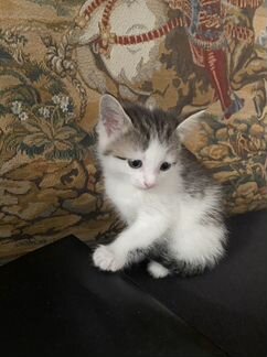 Котенок мальчик бесплатно